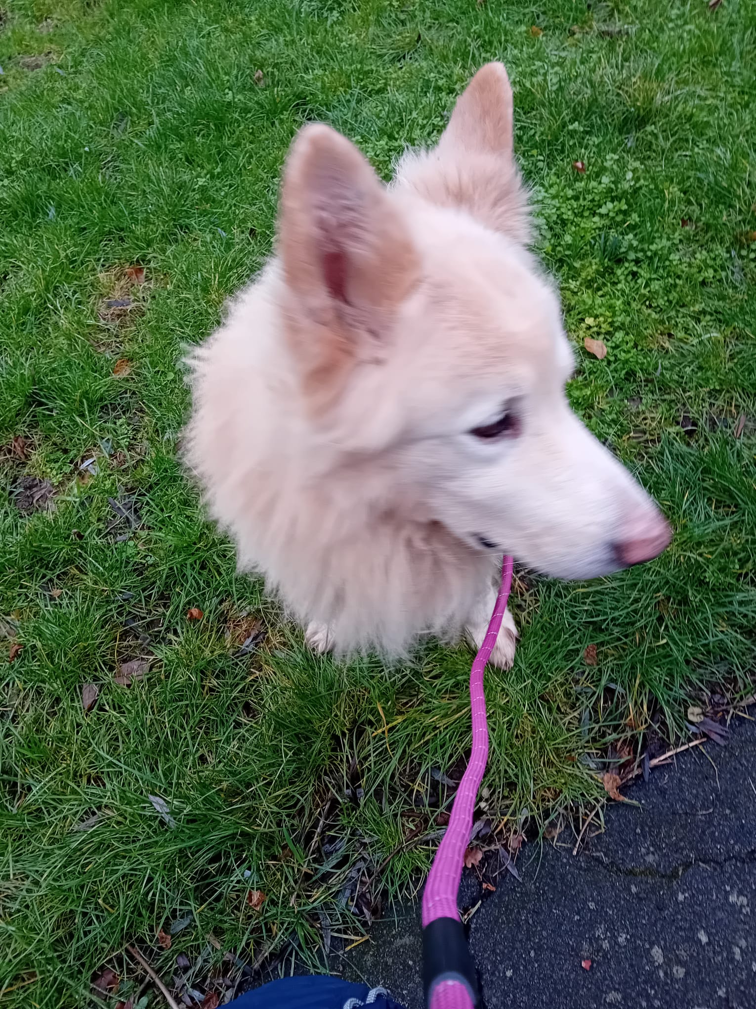 BEAR - ESSEX BEAR - ESSEX